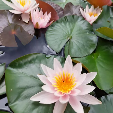 ベッド・アンド・ブレックファスト Cha Cha De Loup Luxe - Vakantiewoning ロンドゥー