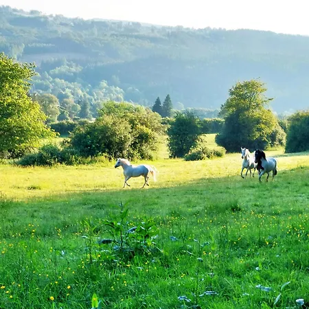 Cha Cha De Loup-b&b-vakantiewoning Met Verwarmd Binnenzwembad En Groot Zonneterras In De Ardennen
